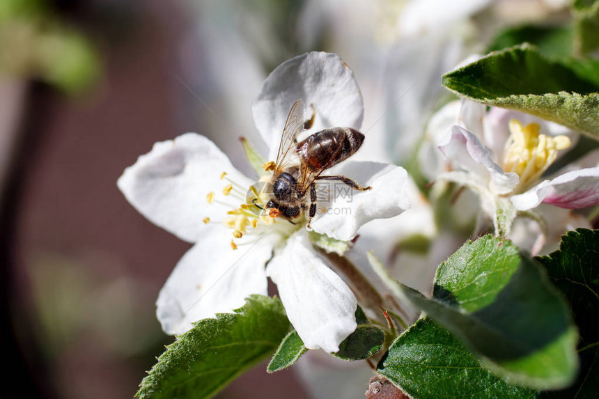 蜜蜂在白色樱花上采蜜图片