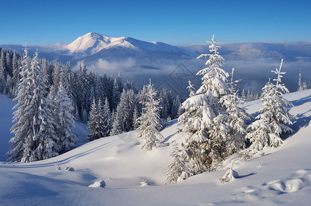 圣诞景观冬天的云杉林图片