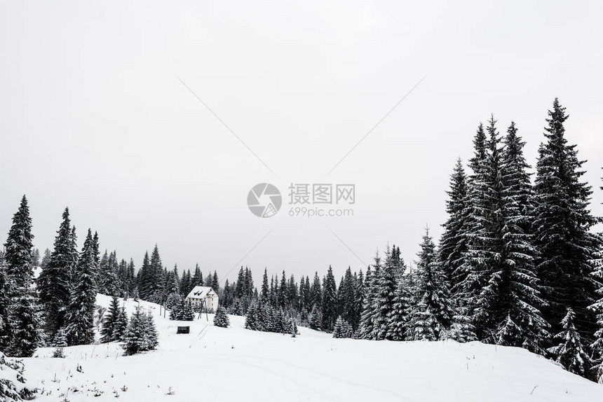 雪山松林小屋图片
