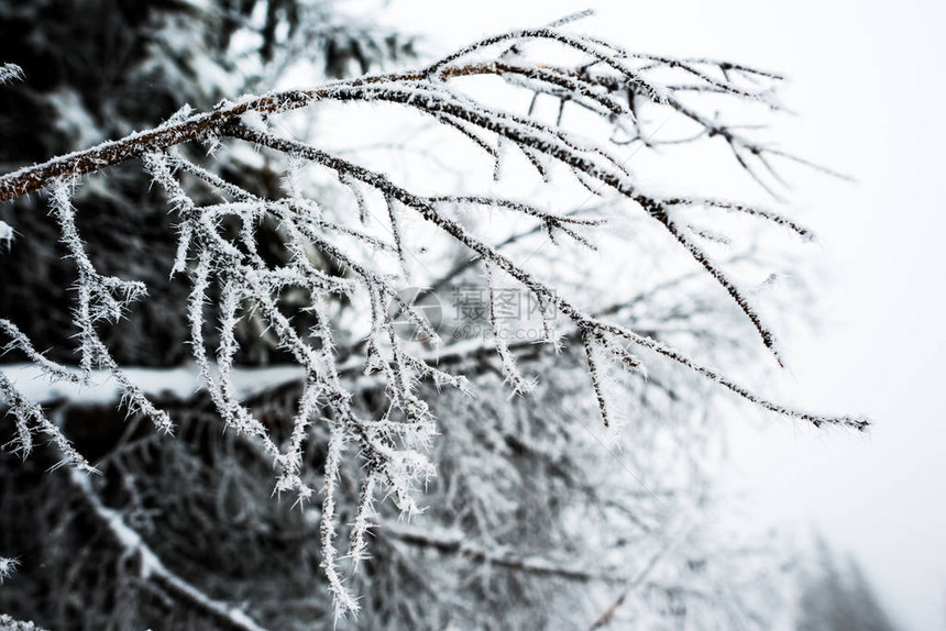 冬天被雪覆盖的树枝的近景图片