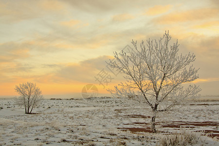 日出时有一片雪地霜冻的树图片