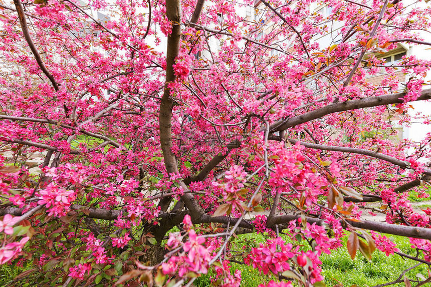 在城市里有粉红花的树注意图片