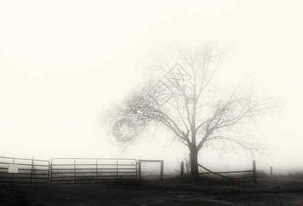 雾中的孤树图片