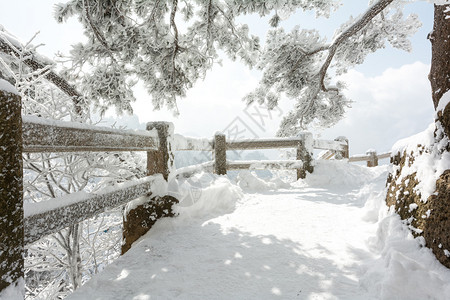黄山小径上的雪景图片