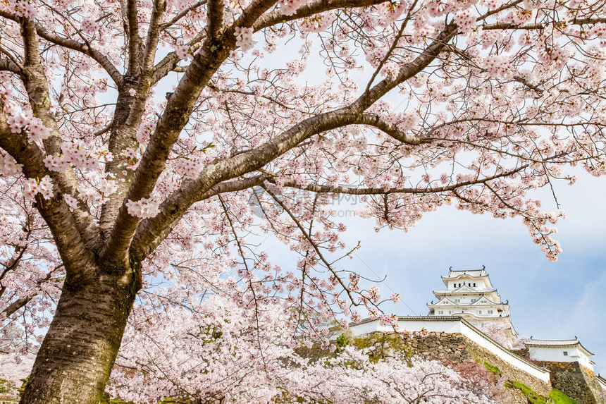 樱花树后的白鹭城图片
