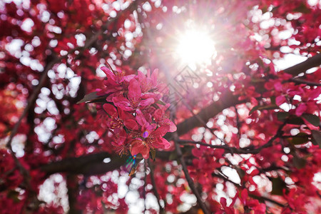 树上有粉红花和太阳光照耀着树顶图片