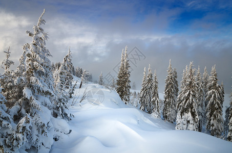 冬天的隐寒森林美丽的雪图片