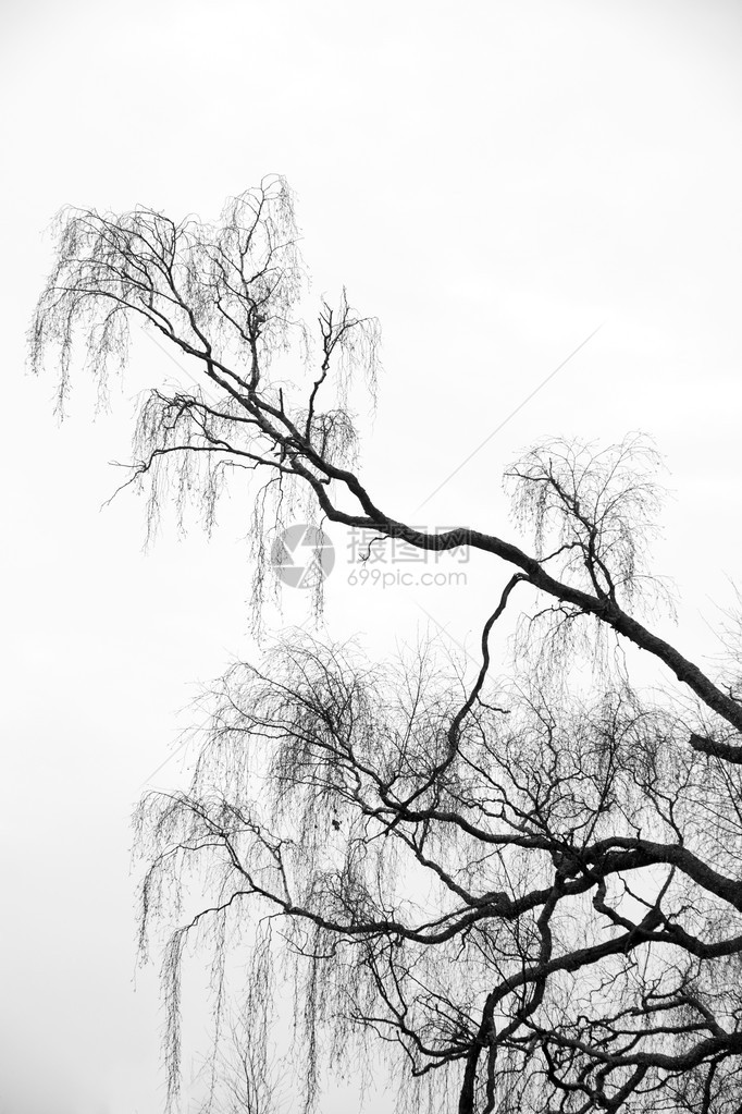 白桦树枝在冬天的剪影图片
