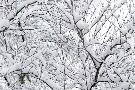 白雪皑的冬天树枝上的白雪图片