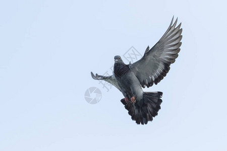 信鸽鸟的上翼在空中飞翔图片