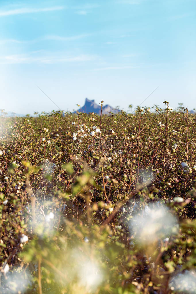 亚利桑那州埃洛伊的棉花植物田和皮卡乔图片