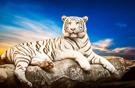 白老虎在自然日落背景的石头上放松图片