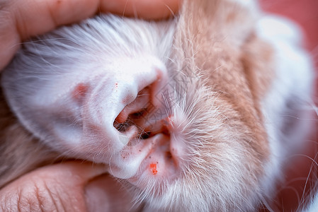 兽医的手露出一只猫的阴囊感染图片