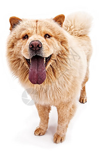 TanChow狗的舌头伸出来被白色隔离了图片