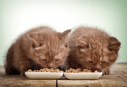 吃猫食小猫图片