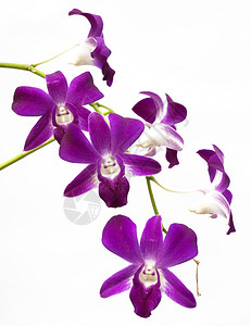 孤立在白色背景上的紫色白兰花图片