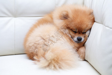 睡在白色真皮沙发家具上的博美犬可爱宠物图片