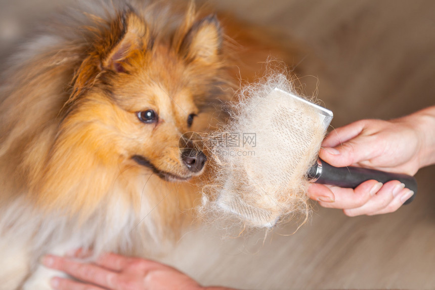 在设得兰群岛牧羊犬上用狗刷梳理毛发图片