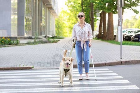 带导盲犬过马路的盲女图片