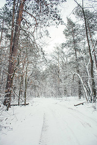 冬季雪地公园图片