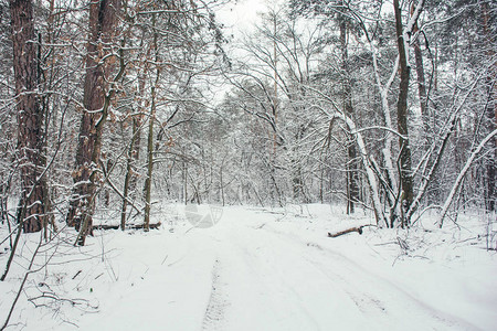 冬天白雪皑的森林中的道路和树木图片