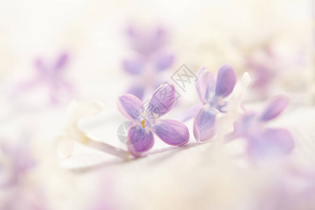 紫色漂亮的丁香花特写图片