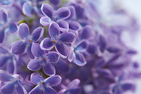 紫色漂亮的丁香花特写图片