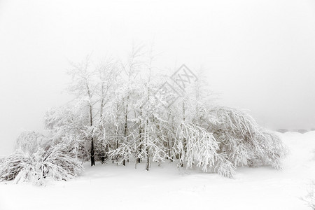 山中暴风雪前中的松树图片