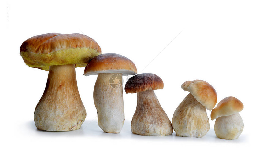 可食用蘑菇布利特斯孤图片
