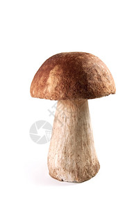 Cep蘑菇Boletusedulis图片