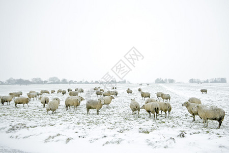 冬季荷兰农村的牧羊图片
