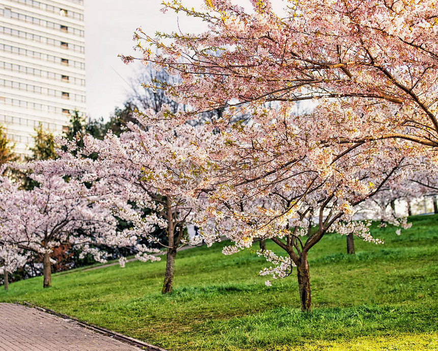 城市中的樱花林图片