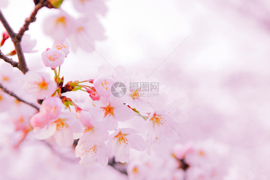 唯美淡粉色樱花枝图片