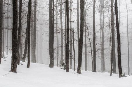 冬季森林寒冷冰冻的景观图片