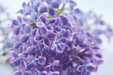 紫色漂亮的丁香花特写图片