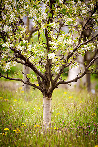 保护粉饰的梅花树图片