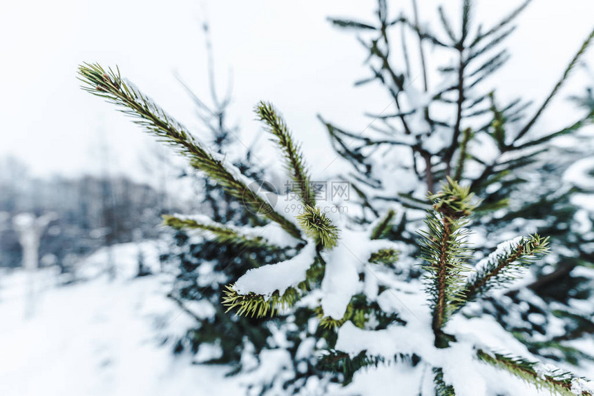 冰雪覆盖的松树分支图片