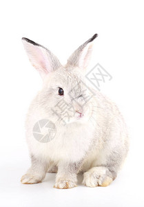 白色背景的灰小兔子可爱的白小高清图片