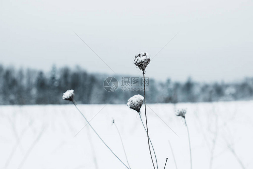 被雪覆盖的旱田花的选择焦点图片