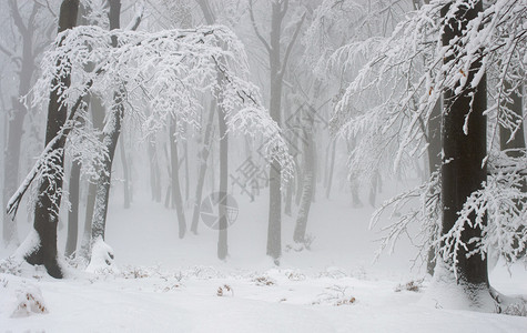 冬景黑树枝白雪浅景深图片