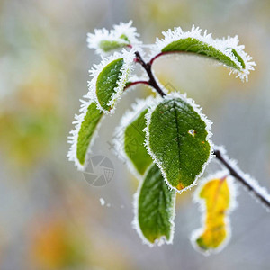 秋季早晨结霜叶子的特写视图图片