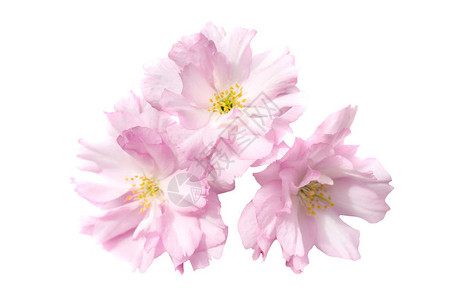 白色背景上的粉红色樱花图片
