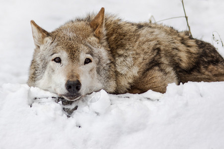 雪景上的野狼图片