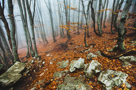 雾中美丽的秋天森林高清图片