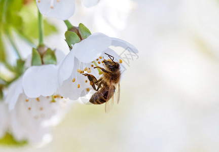 蜜蜂和白色花朵图片