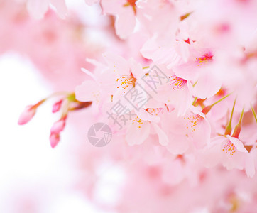 粉色樱花花簇图片
