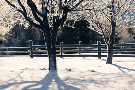 冬季风景树木上布满冰图片