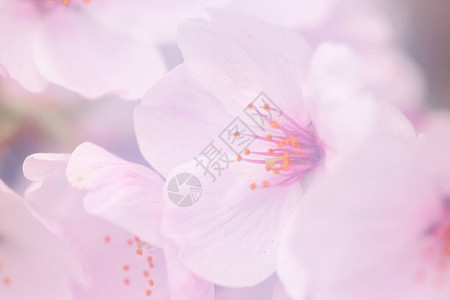 日本的粉红色樱花图片