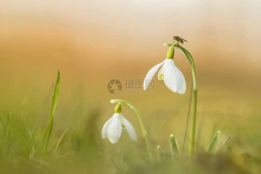 早春常见的雪花莲Galanthusnivalis模糊正面和背景上的低光和暖色一只不明身份的小昆虫正在其中一朵花上休息图片