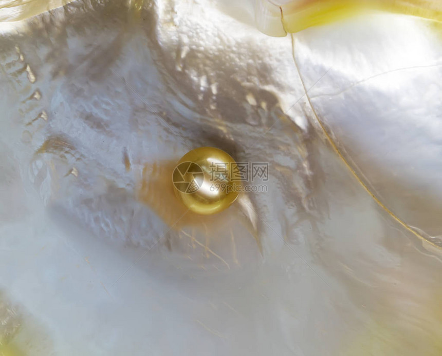珍珠母贝壳中的单颗白色珍珠图片